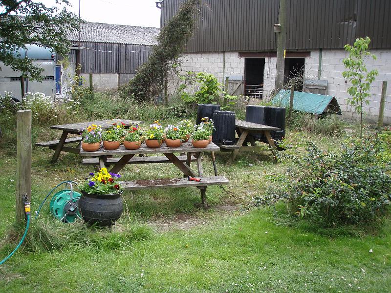 Table flowers growing.jpg